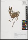 Foto von Salix phylicifolia L.